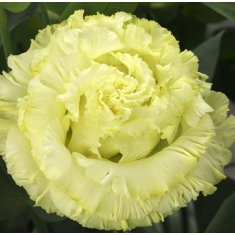 Эустома (Лизиантус) Corelli SU 3 Yellow