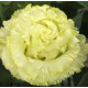 Эустома (Лизиантус) Corelli SU 3 Yellow