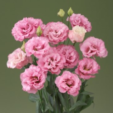 Эустома (Лизиантус) Corelli 1 Deep Pink