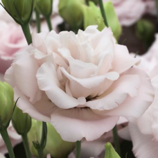 Эустома (Лизиантус) Corelli 2 Light Pink