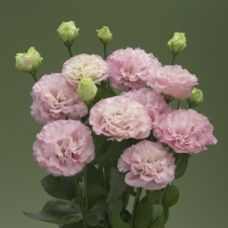 Эустома (Лизиантус) Corelli 3 Peach