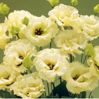 Эустома (Лизиантус) Corelli 3 Yellow