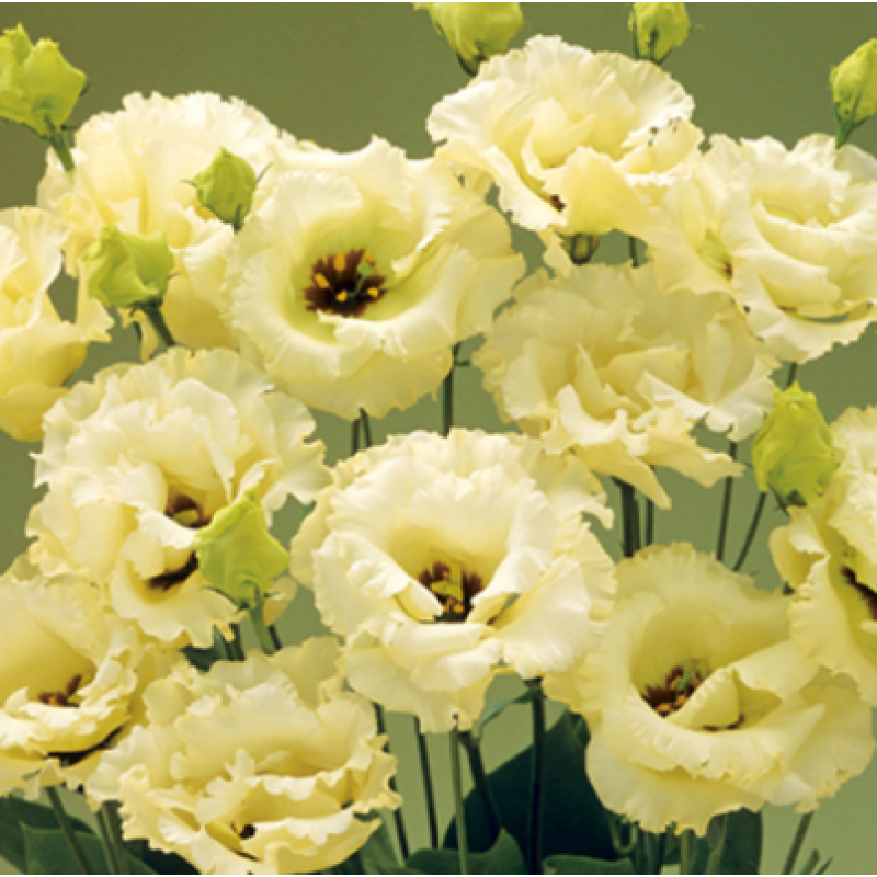 Эустома (Лизиантус) Corelli 3 Yellow