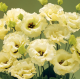 Эустома (Лизиантус) Corelli 3 Yellow