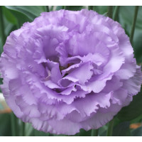 Еустома (Лізіантус) Corelli 3 Lavender 250 шт, Takii