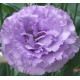 Еустома (Лізіантус) Corelli 3 Lavender 50 шт, Takii