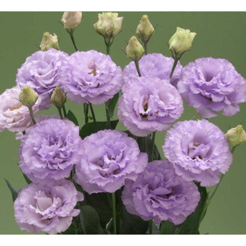 Еустома (Лізіантус) Corelli 3 Lavender 50 шт, Takii