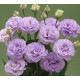 Еустома (Лізіантус) Corelli 3 Lavender 50 шт, Takii