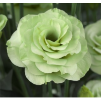 Эустома (Лизиантус) Croma 3 Green