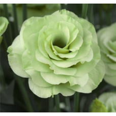 Эустома (Лизиантус) Croma 3 Green