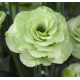 Эустома (Лизиантус) Croma 3 Green