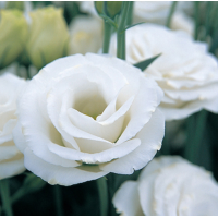 Эустома (Лизиантус) Croma 3 White