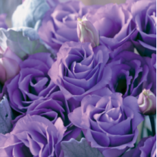 Эустома (Лизиантус) Croma 4 Lavender Imp.