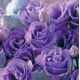 Эустома (Лизиантус) Croma 4 Lavender Imp.