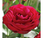 Лізіантус/Еустома - Eustoma grandiflorum