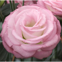 Еустома (Лізіантус) Croma 3 Pink Picotee, 250 шт, Takii