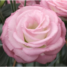 Еустома (Лізіантус) Croma 3 Pink Picotee, 250 шт, Takii