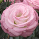 Еустома (Лізіантус) Croma 3 Pink Picotee, 250 шт, Takii