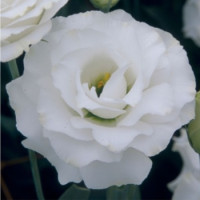 Эустома (Лизиантус) Croma 3 Silky White 