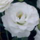 Эустома (Лизиантус) Croma 3 Silky White