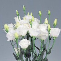 Еустома (Лізіантус) Excalibur 3: Pure White, 250 шт, Sakata