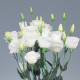 Еустома (Лізіантус) Excalibur 3: Pure White, 250 шт, Sakata