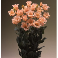 Еустома (Лізіантус) Falda 2 (h 70-90см) Light Apricot, 50 шт, Takii