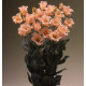 Еустома (Лізіантус) Falda 2 (h 70-90см) Light Apricot, 50 шт, Takii