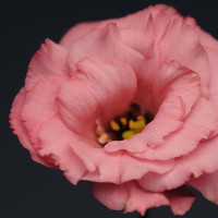 Эустома (Лизиантус) FLARE F1 DEEP ROSE
