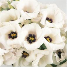 Эустома (Лизиантус) FLORIDA SILVER