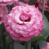 Еустома (Лізіантус) Jolly 3 Pink, 50 шт, Takii
