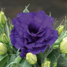 Еустома (Лізіантус) Julietta F1 Blue, 10 шт, Takii