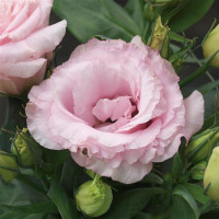 Еустома (Лізіантус) Julietta F1 Pink, 10 шт, Takii