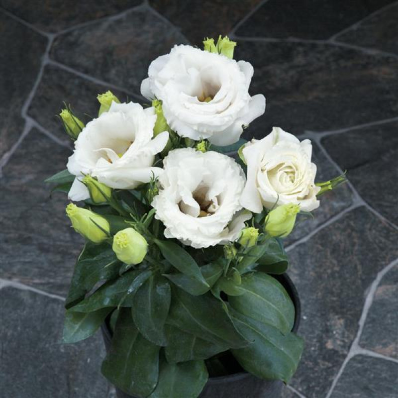 Еустома (Лізіантус) Julietta F1 White, 250 шт, Takii