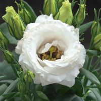 Еустома (Лізіантус) Julietta F1 White, 10 шт, Takii