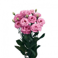 Эустома (Лизиантус) Rosita® 4: Rose Pink