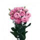 Эустома (Лизиантус) Rosita® 4: Rose Pink