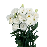 Эустома (Лизиантус) Rosita® 4: White