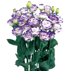 Эустома (Лизиантус) Rosita® 3: Blue Picotee