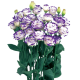 Эустома (Лизиантус) Rosita® 3: Blue Picotee