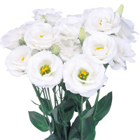 Эустома (Лизиантус) Rosita® 2: White