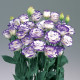 Эустома (Лизиантус) Rosita® 2: Blue Picotee