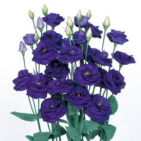 Эустома (Лизиантус) Rosita® 2: Sapphire (Blue)