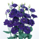 Эустома (Лизиантус) Rosita® 2: Sapphire (Blue)