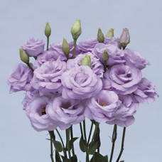 Эустома (Лизиантус) Rosita® 3: Lavender