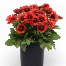 Гайлардія крупноцв, MESA RED, 5 шт, PanAmerican