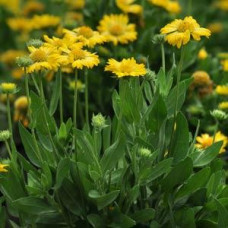 Гайлардия крупноцв, MESA YELLOW