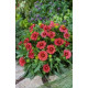 Гайлардія крупноцв, Arizona: Red Shades, 5 шт, Benary