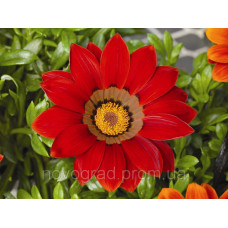 Газанія Gazoo® Red With Ring, 1000 шт, Syngenta