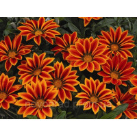 Гацания Kiss™ Orange Flame